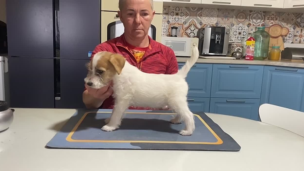 Кобель 1. Lovely-Orange питомник джек рассел терьеров