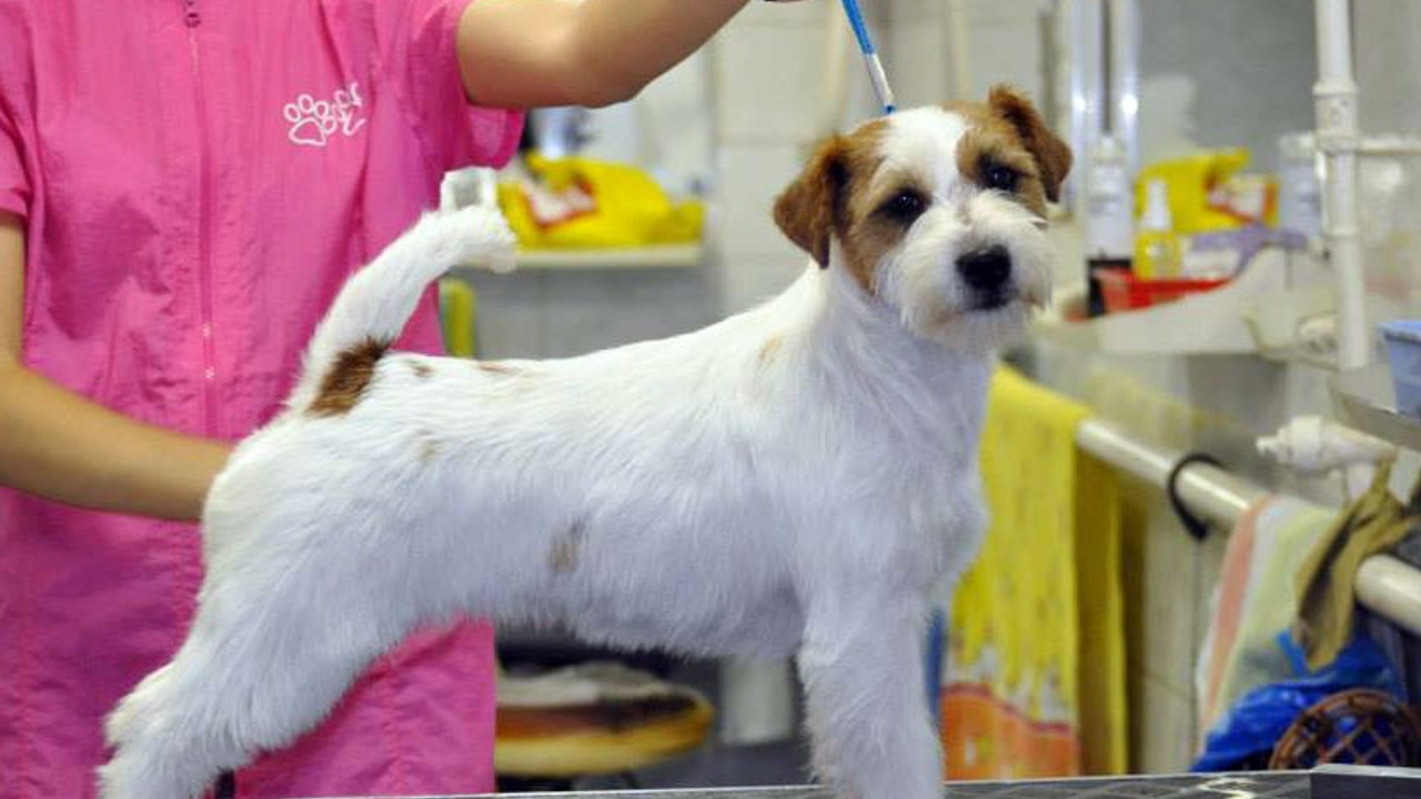 LOVELY-ORANGE X-TRA RUSSIAN BEAUTY