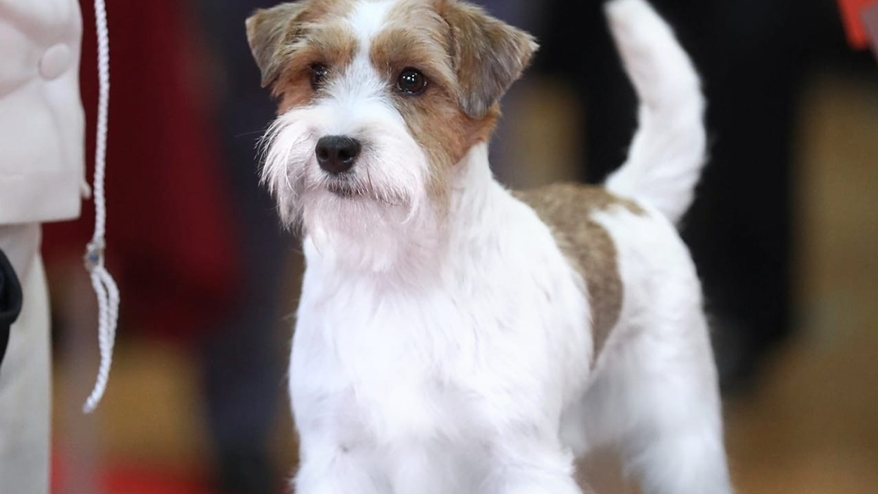 ZOLOTAYA KORONA KIARA