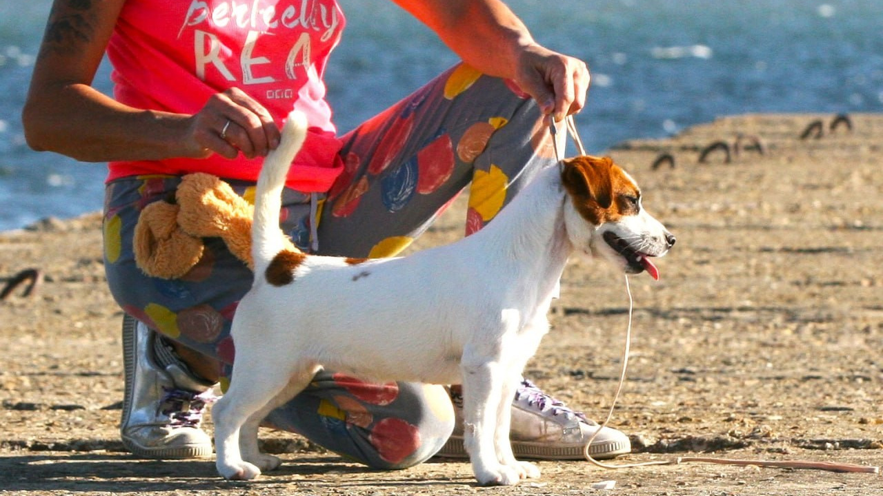 Lovely-Orange Avrora