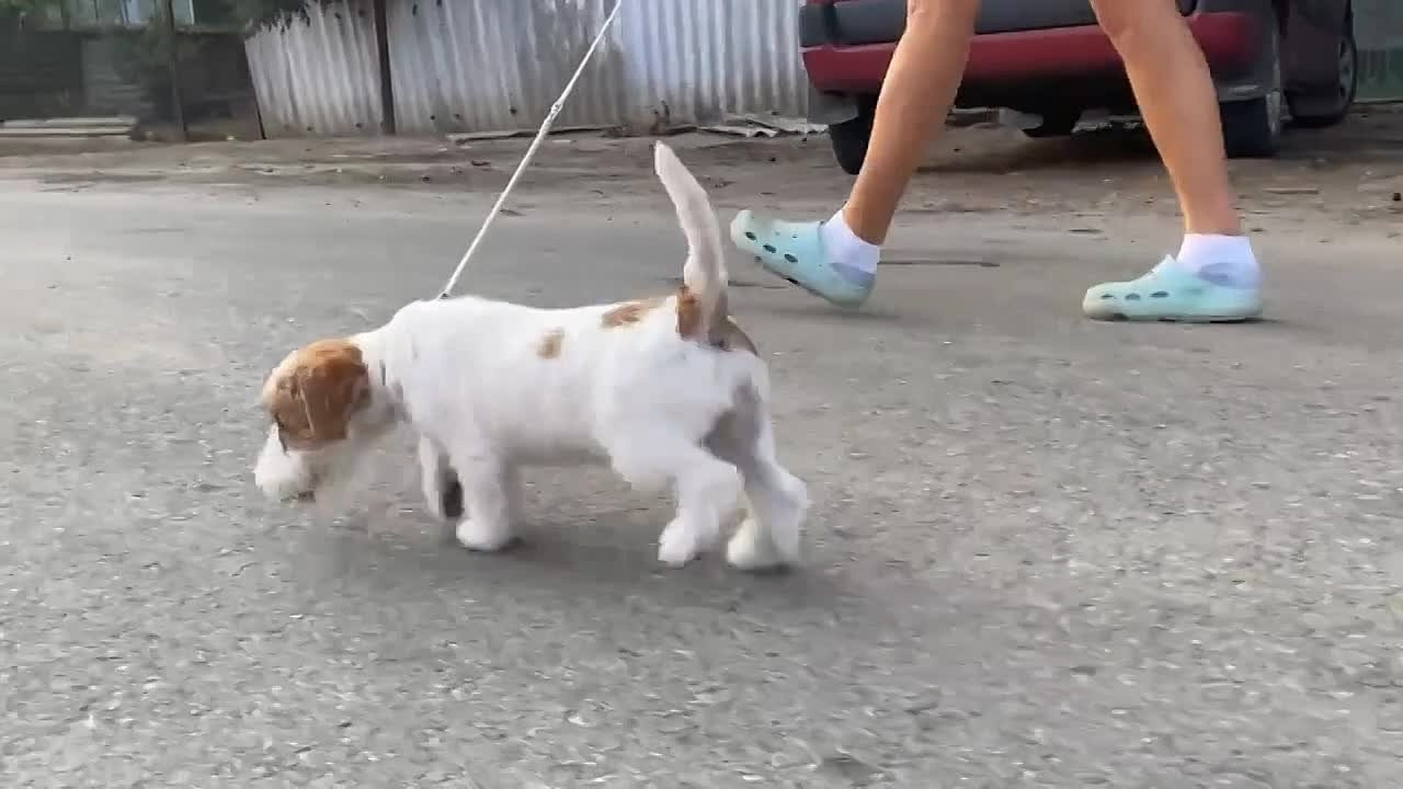 LOVELY ORANGE PICABU. Lovely-Orange питомник джек рассел терьеров