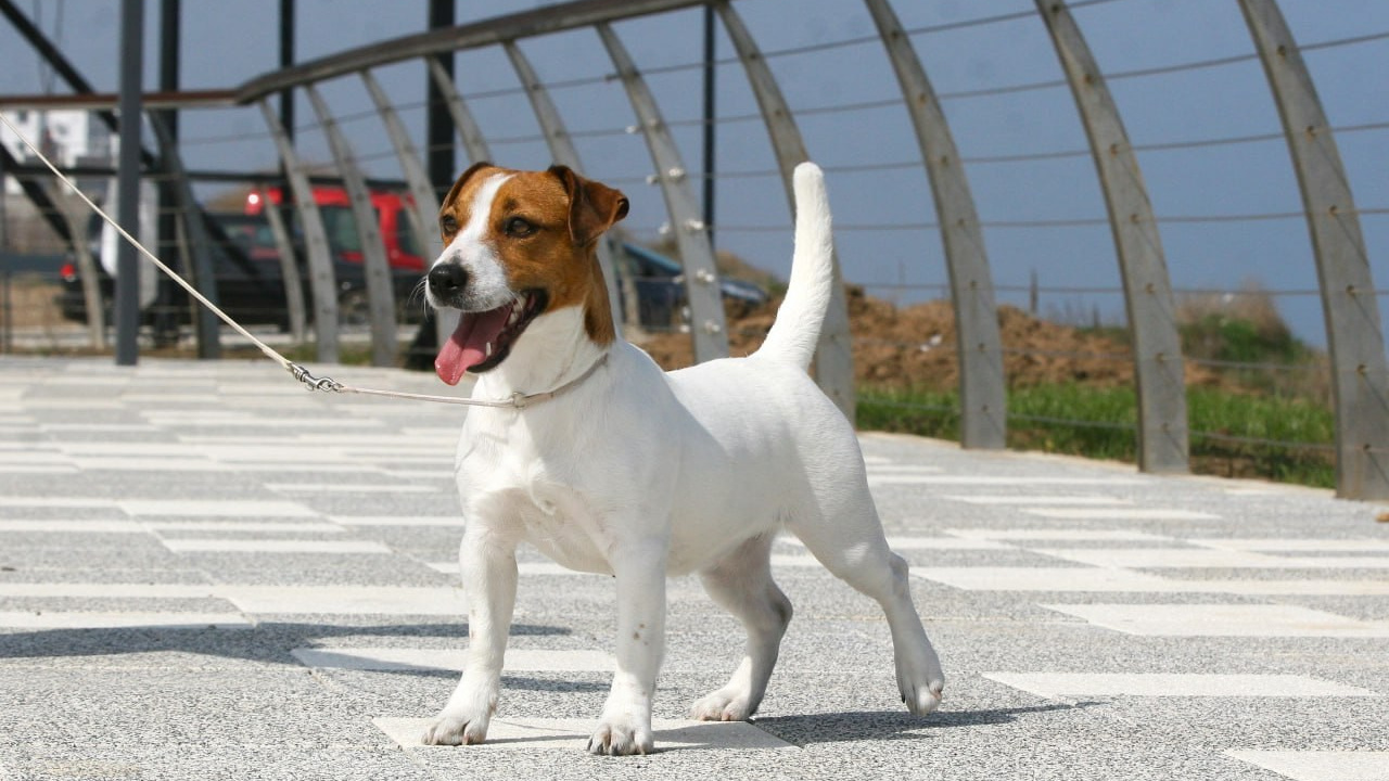 Diskaydzheks Uma Turman