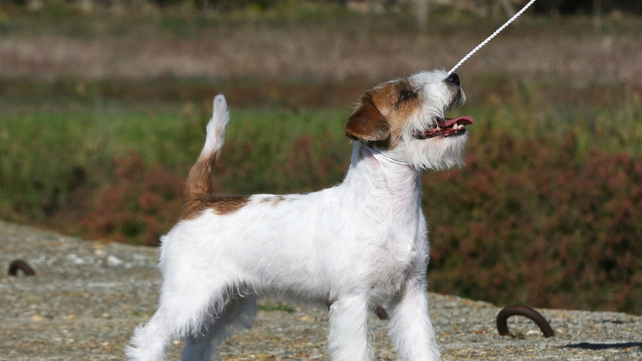 Lovely -Orange Team Spirit