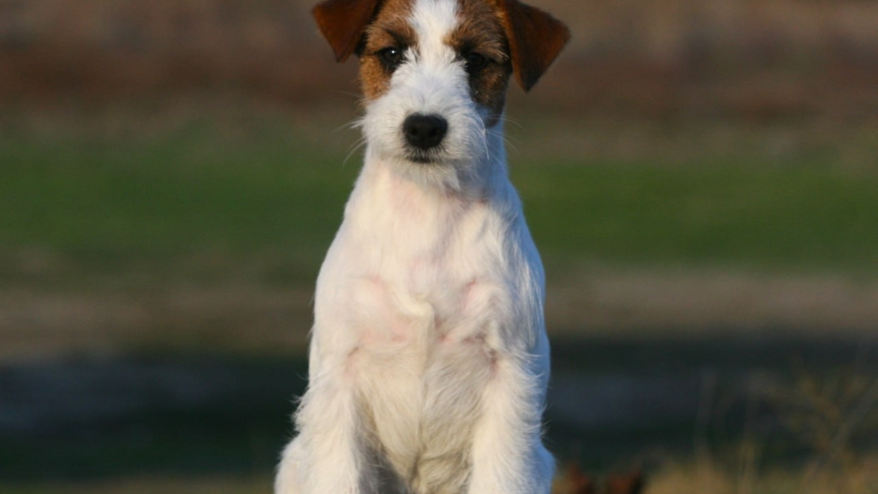 Port Fortis Amore Mio