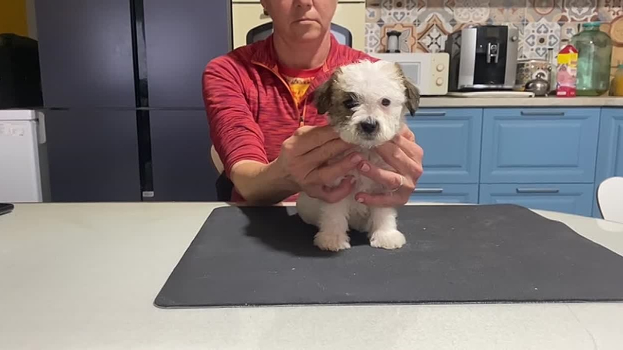 Сука 1. Lovely-Orange питомник джек рассел терьеров