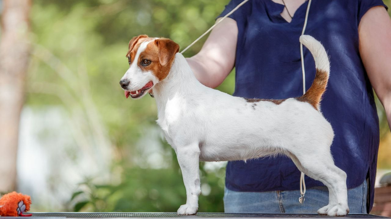 Lovely-Orange Edith Piaff