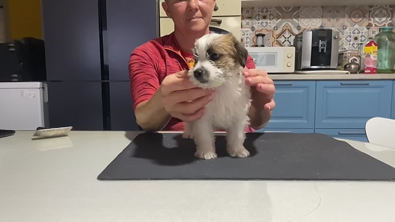 Сука 2. Lovely-Orange питомник джек рассел терьеров