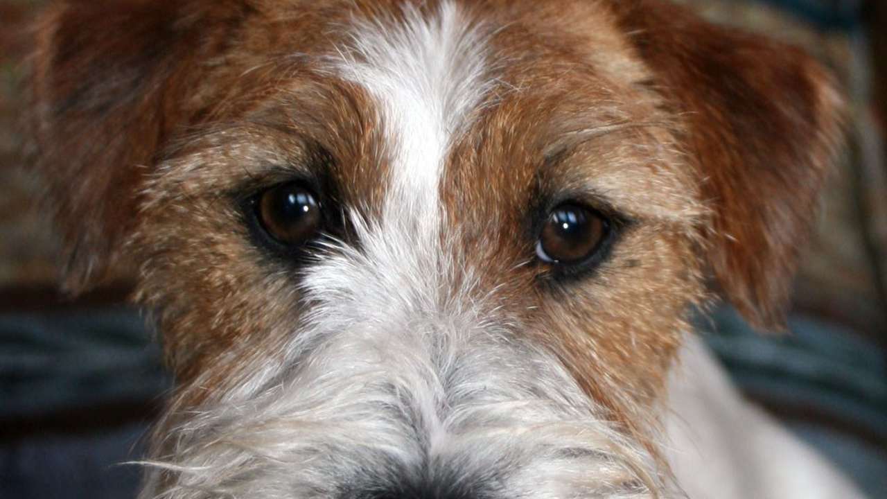 LOVELY-ORANGE X CHECK AND MATE