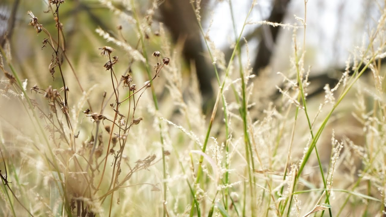 LOVE STORY. WEDDING PHOTOGRAPHER