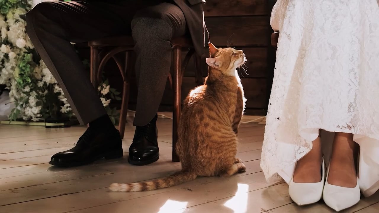 Свадебные видео. Свадебный фотограф и видеограф в Ростове-на-Дону Романенко