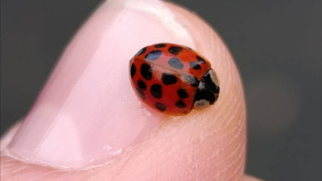 Наше видео. Свадебный и семейный фотограф Екатерина Пушан. Москва, Балашиха, Железнодорожный, Солнечногорск