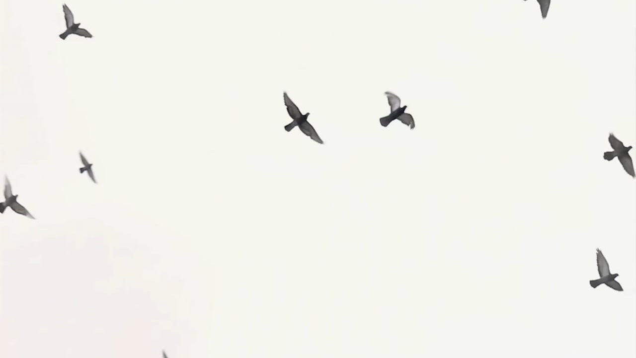 ВИДЕО. KALASHNIKOV LEONID production