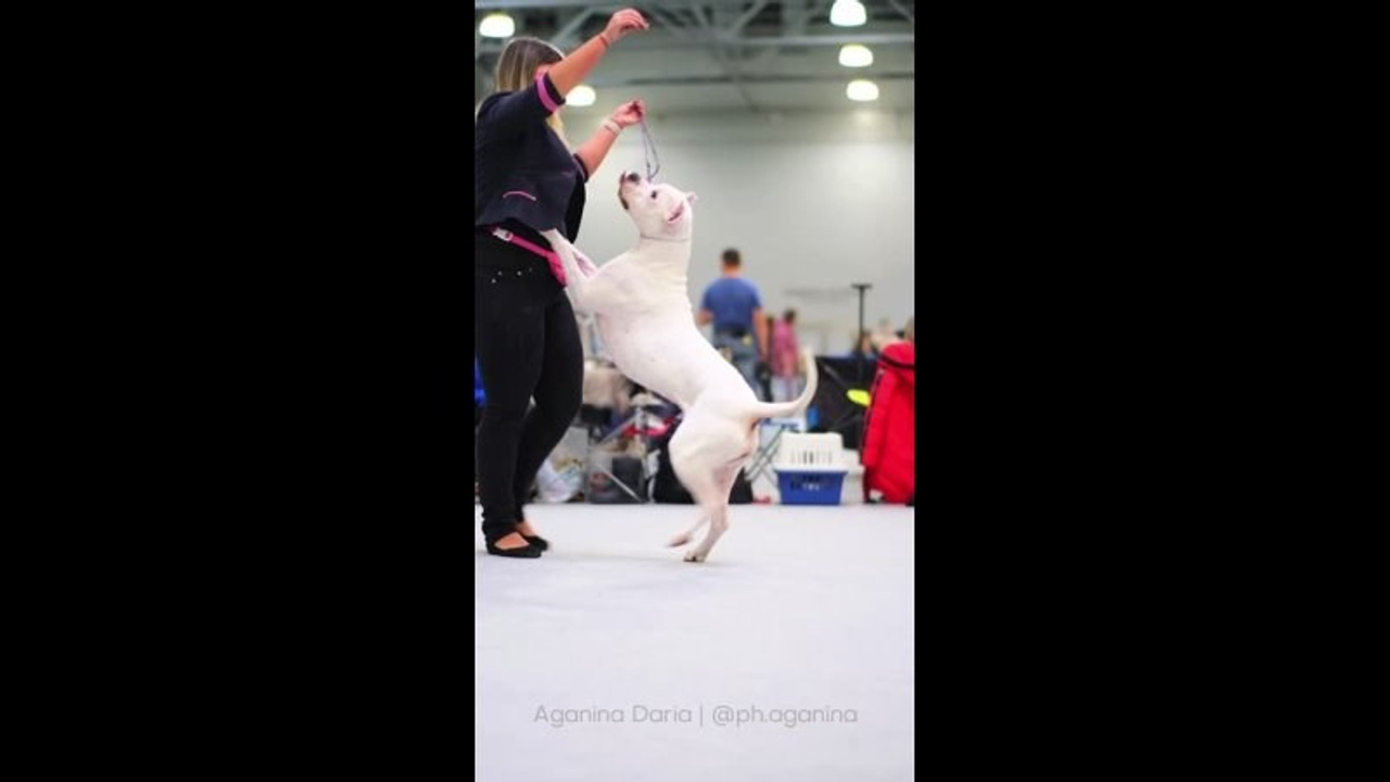 Выставки. Фотограф и видеограф анималист Аганина Дарья