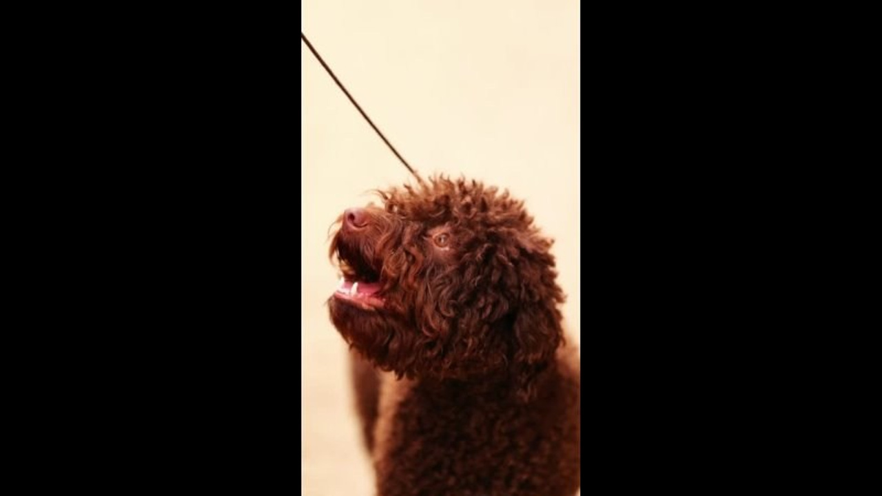 Выставки. Фотограф и видеограф анималист Аганина Дарья