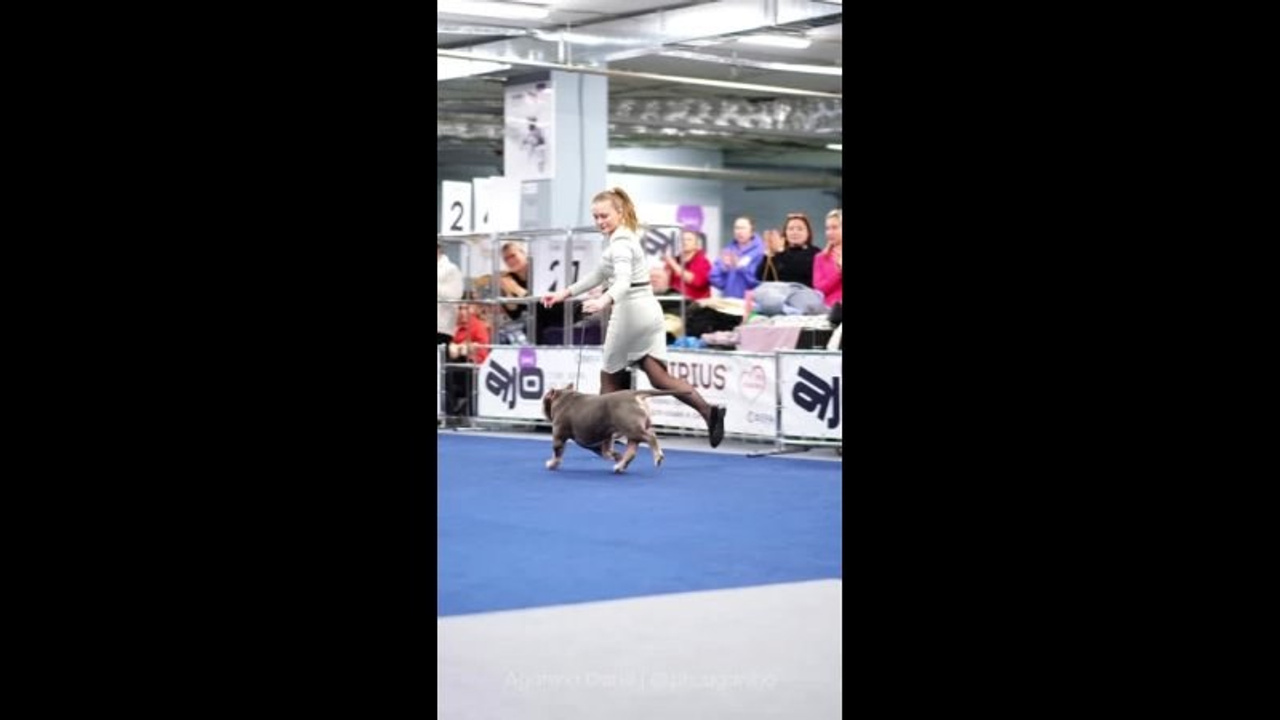 Выставки. Фотограф и видеограф анималист Аганина Дарья