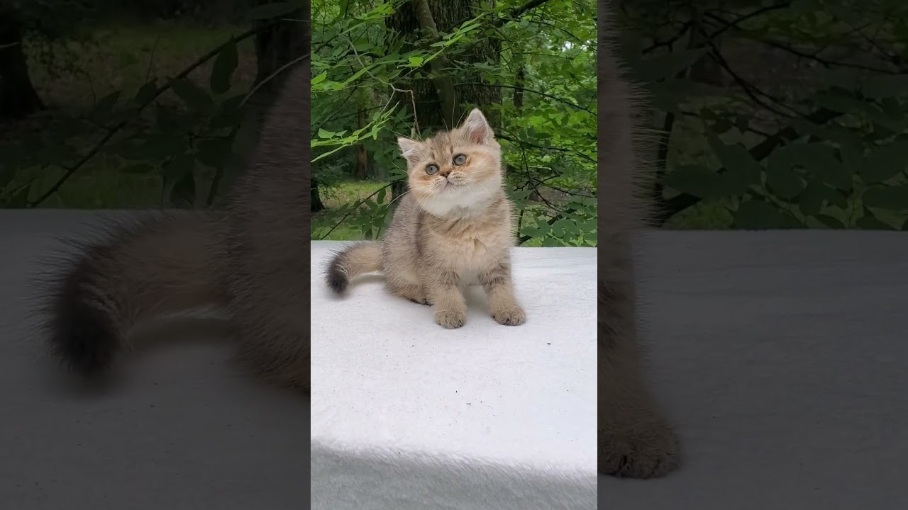 Mouse, female, DB-04.07.25, Sold. British shorhair Cats