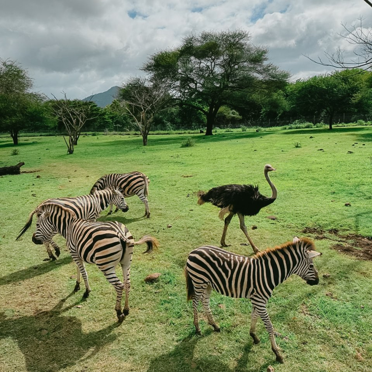 Бронирование отелей и туров на Маврикий