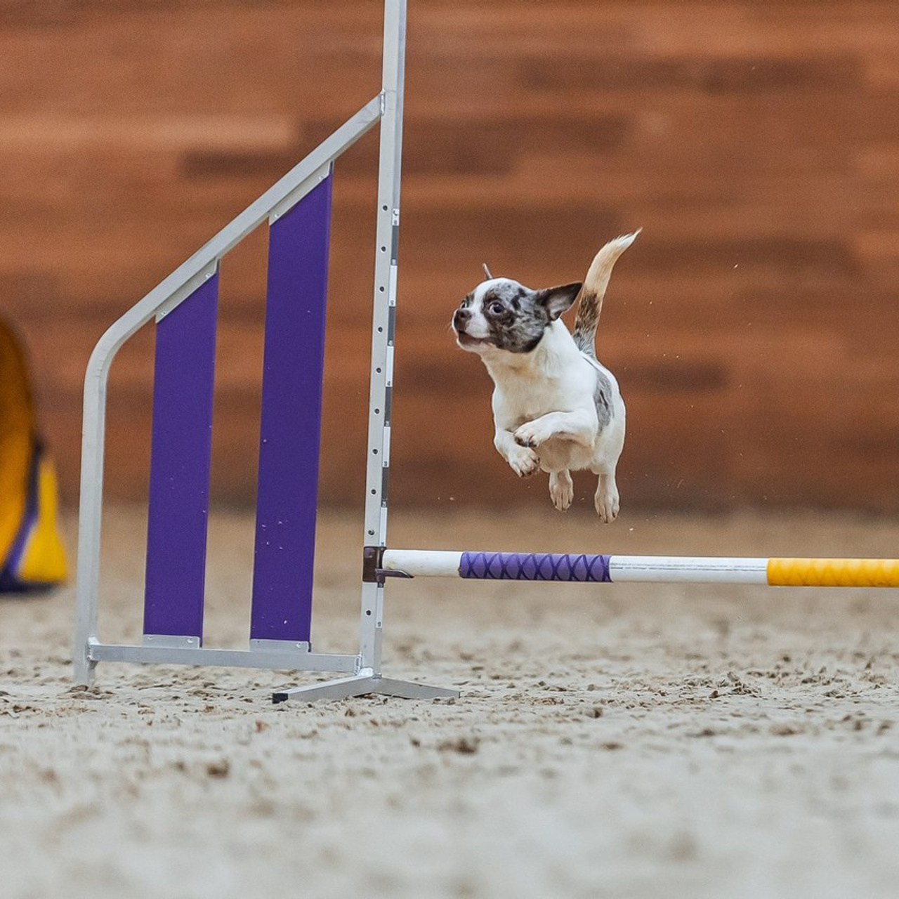 Отзывы. Фотограф Анималист Екатерина Справцева в Нижнем Новгороде
