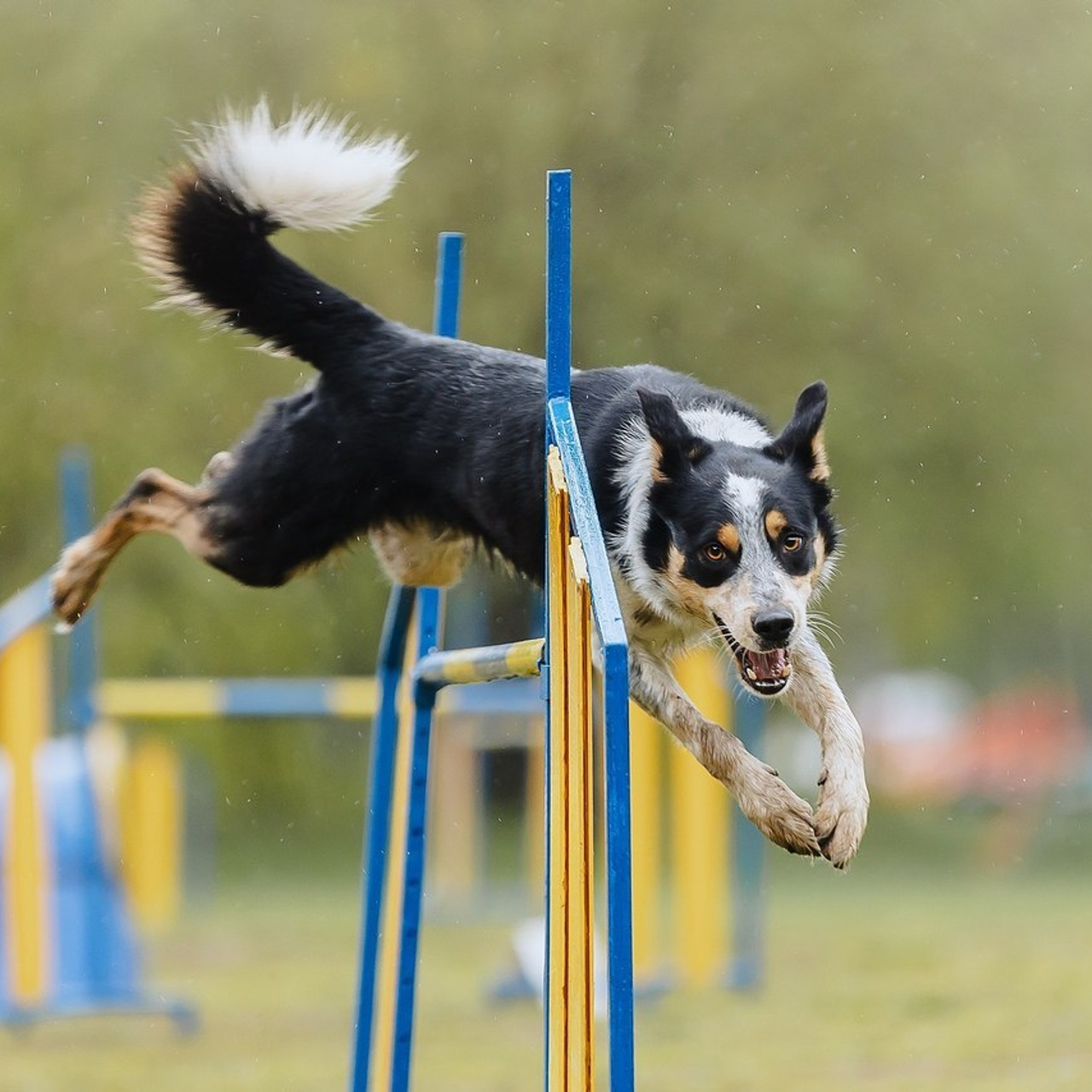 Отзывы. Фотограф Анималист Екатерина Справцева в Нижнем Новгороде