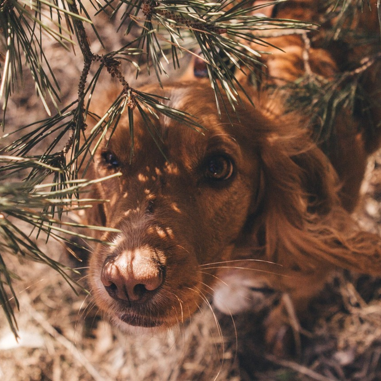 FEEDBACK. Portrait, family and pet photographer in Cyprus, Ksenia Bourdelle