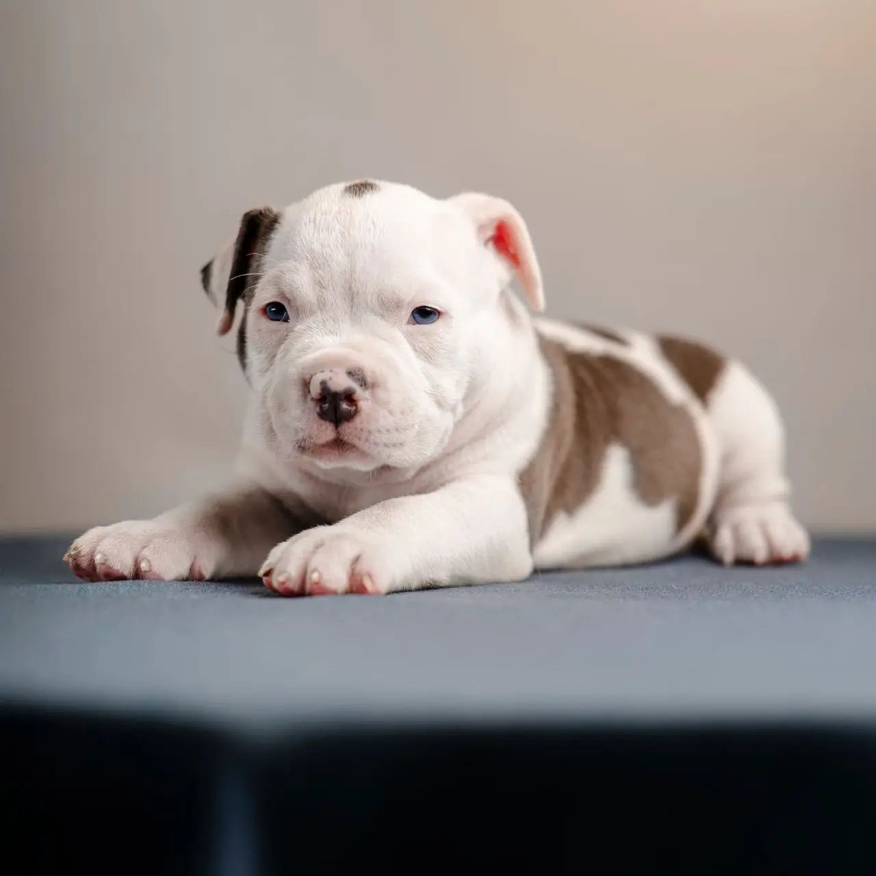 Щенок #2