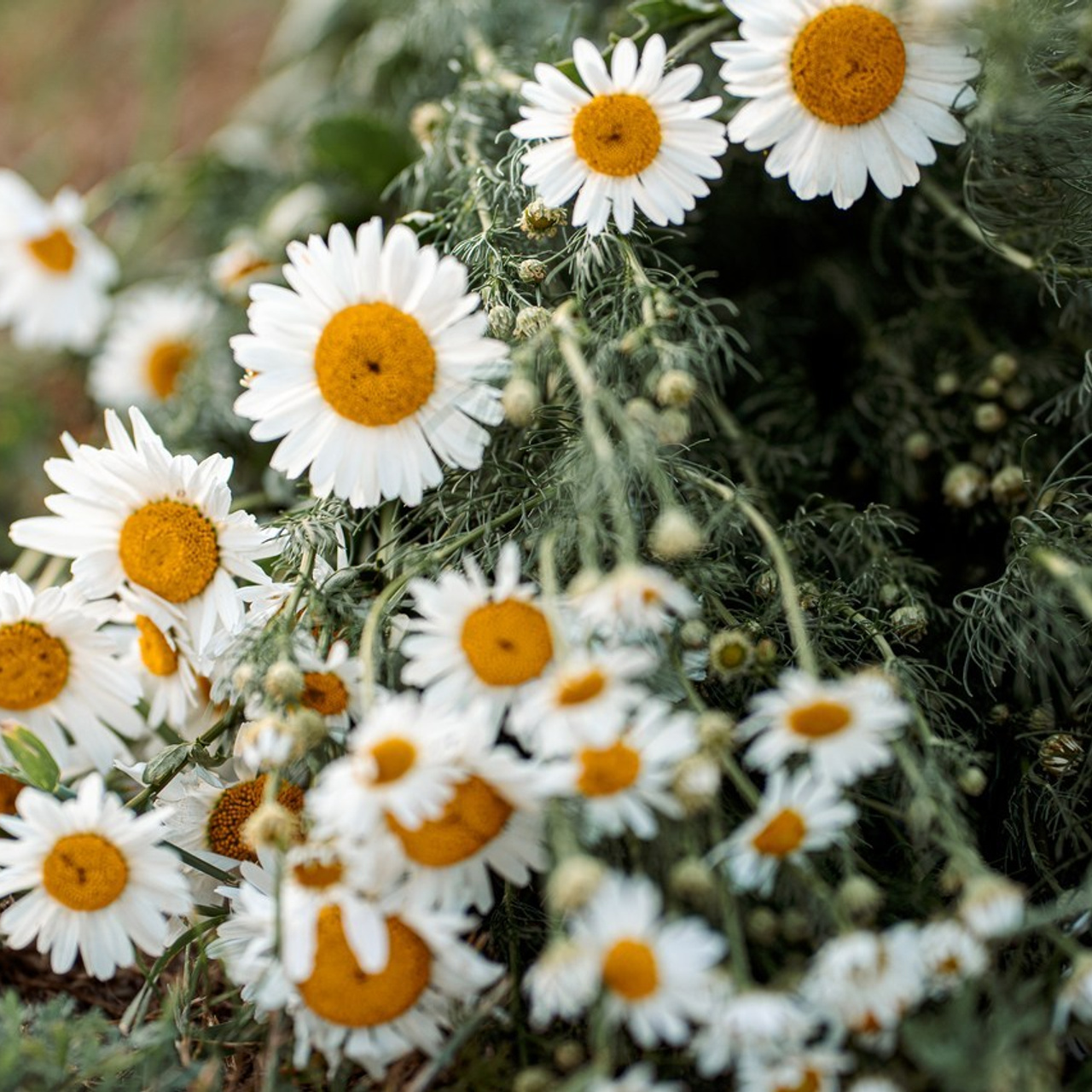 Отзывы. Семейный и детский фотограф в Омск Пугачева Елена