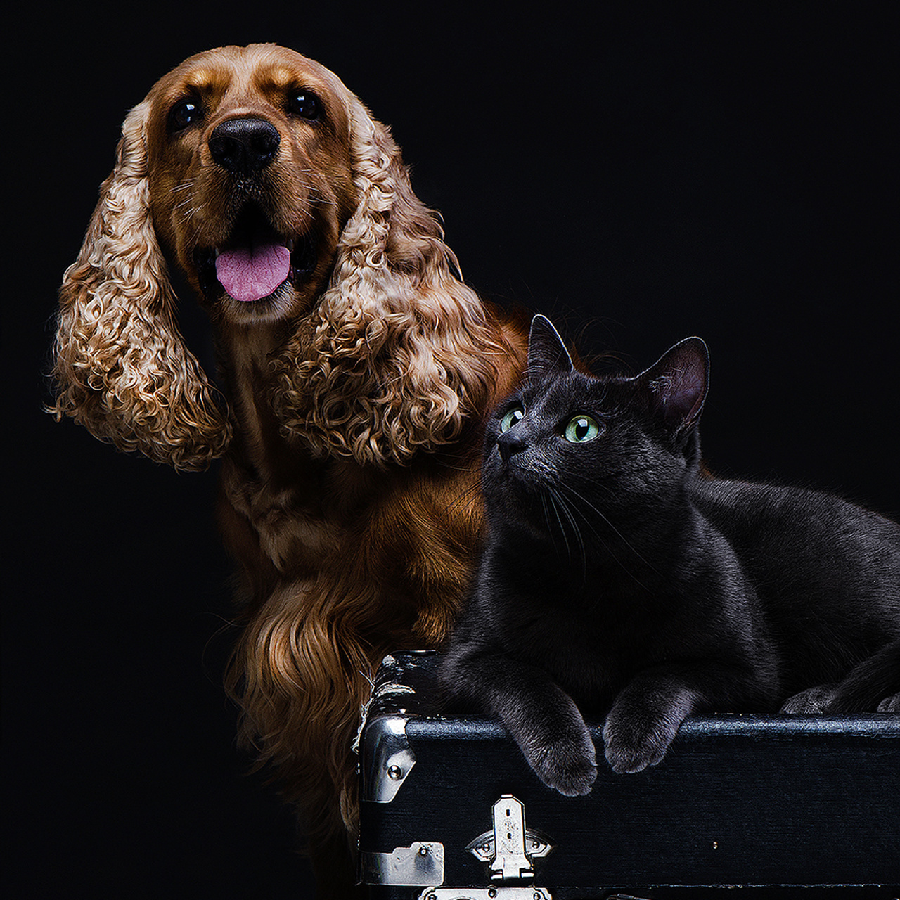 Фотосессия животных. Татьяна Кам Арт - фотограф Ангарска