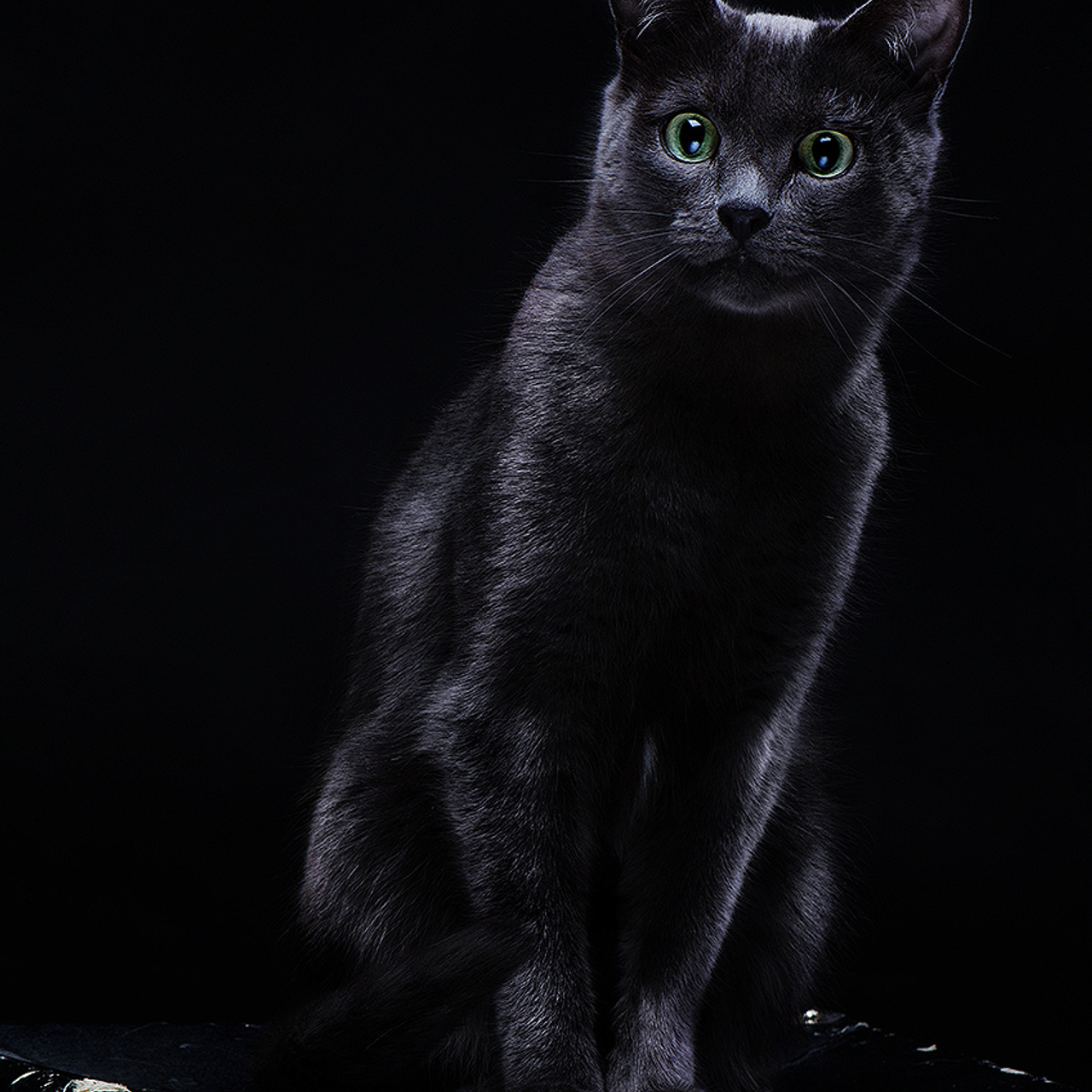 Фотосессия животных. Татьяна Кам Арт - фотограф Ангарска