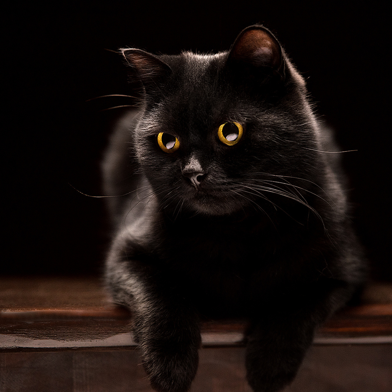 Фотосессия животных. Татьяна Кам Арт - фотограф Ангарска