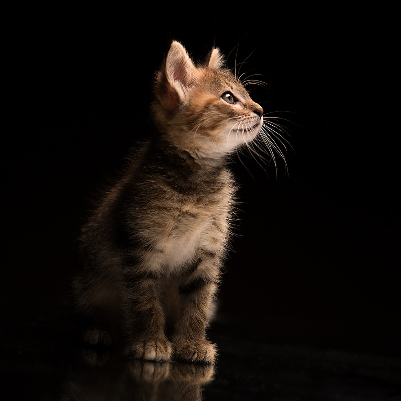 Фотосессия животных. Татьяна Кам Арт - фотограф Ангарска