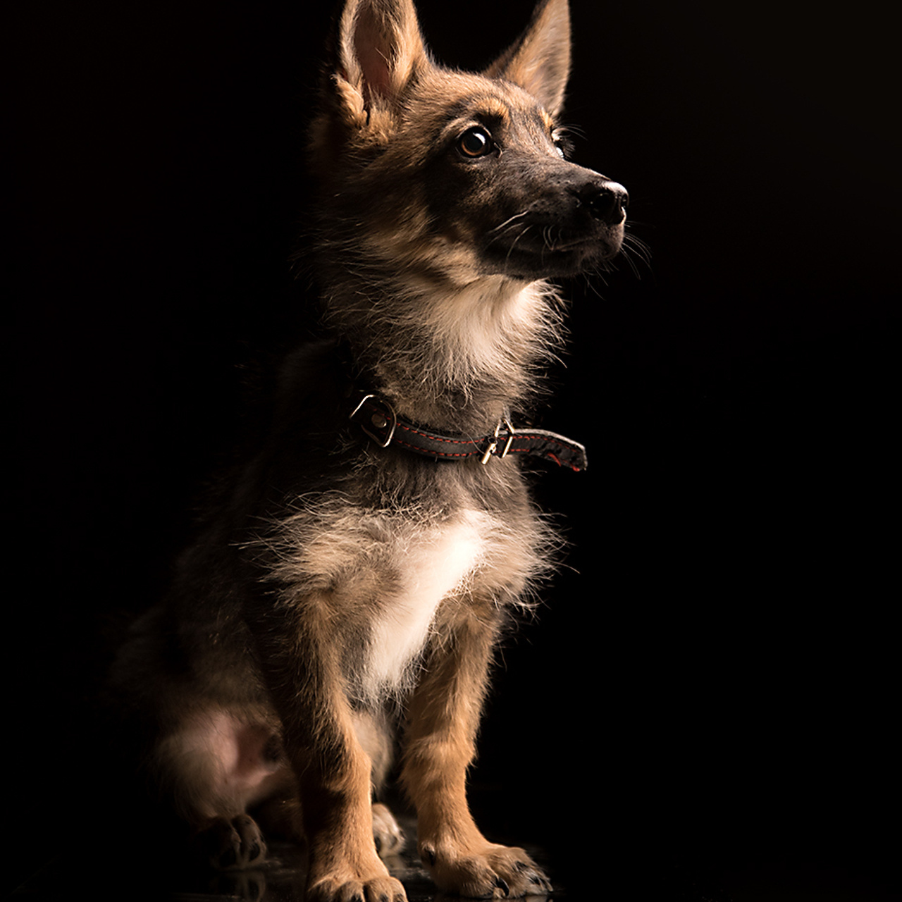 Фотосессия животных. Татьяна Кам Арт - фотограф Ангарска