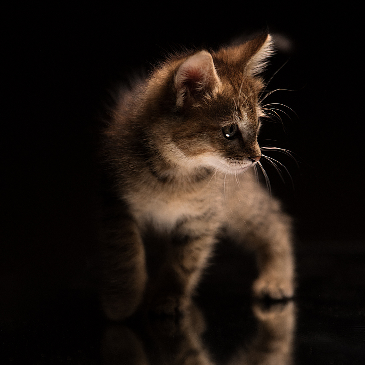 Фотосессия животных. Татьяна Кам Арт - фотограф Ангарска