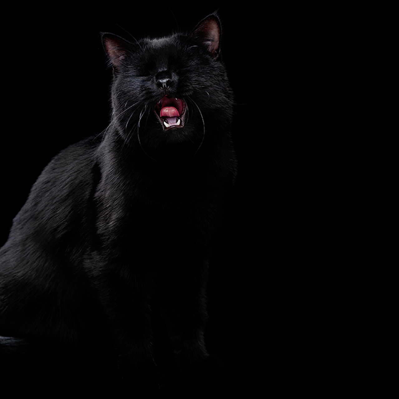 Фотосессия животных. Татьяна Кам Арт - фотограф Ангарска