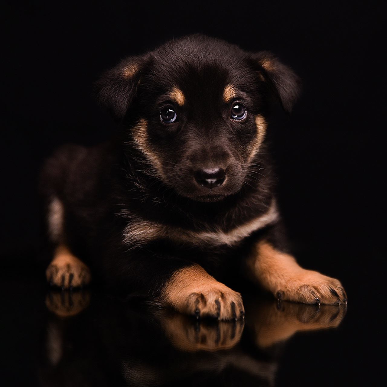 Фотосессия животных. Татьяна Кам Арт - фотограф Ангарска