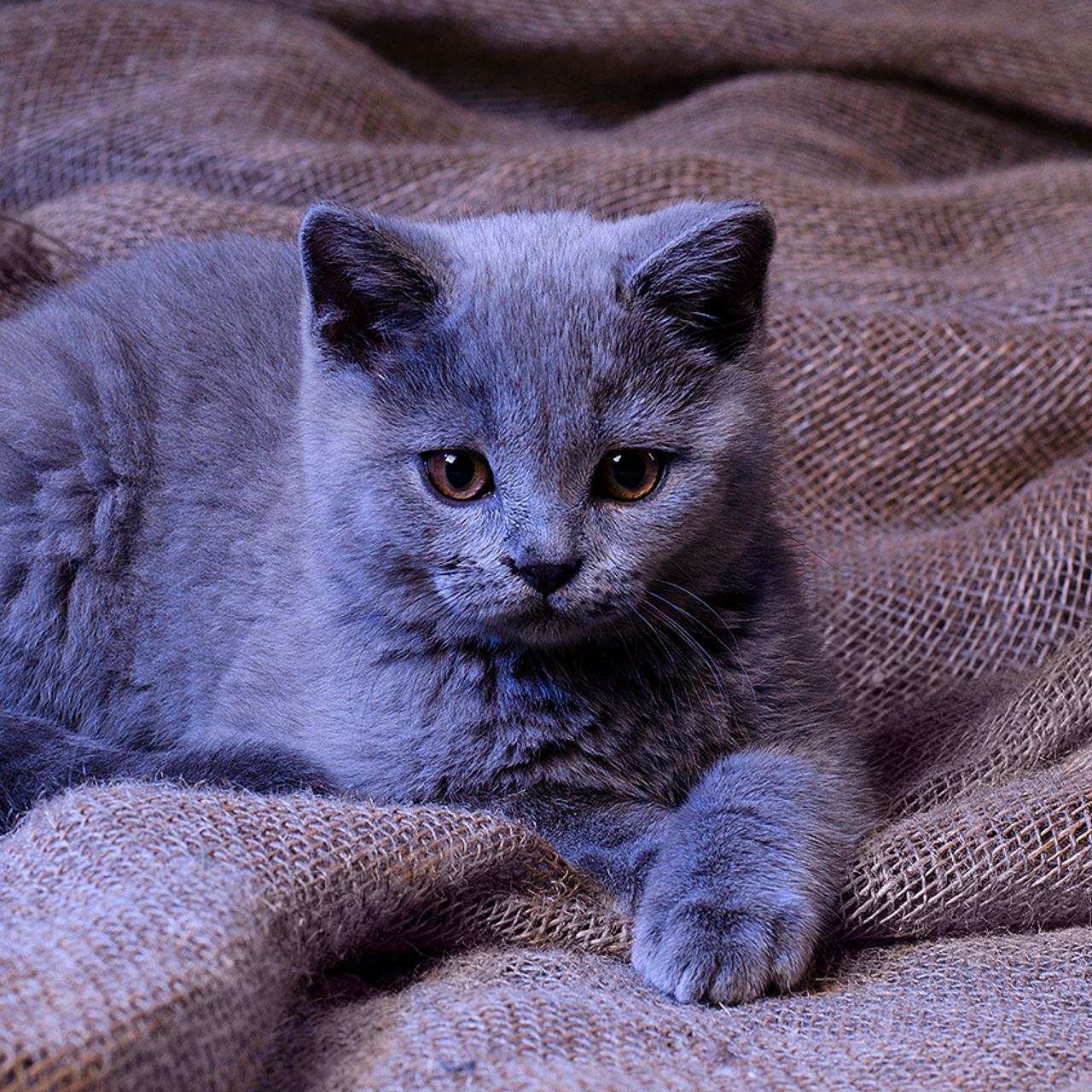 Фотосессия животных. Татьяна Кам Арт - фотограф Ангарска