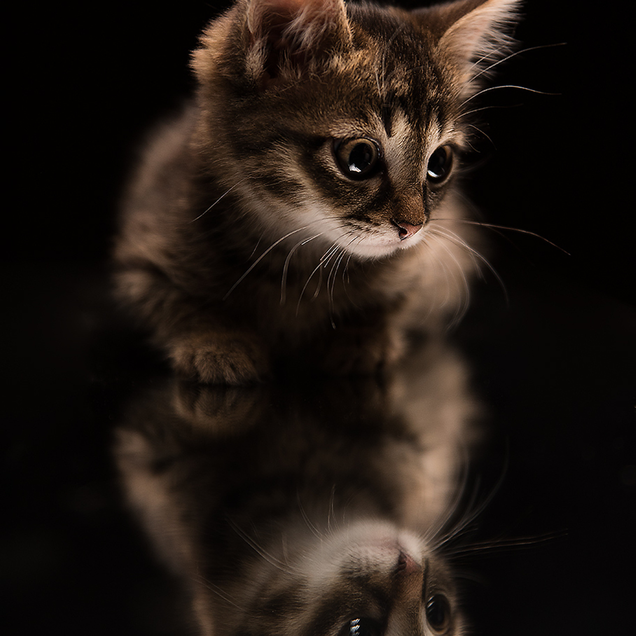 Фотосессия животных. Татьяна Кам Арт - фотограф Ангарска