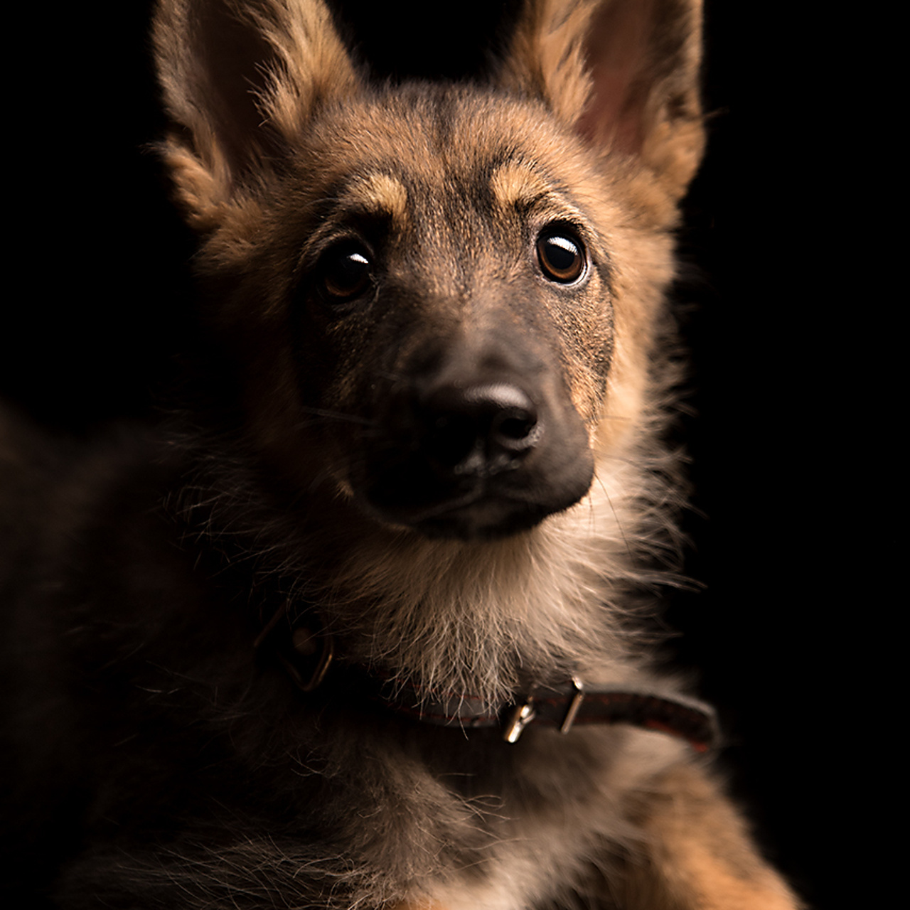 Фотосессия животных. Татьяна Кам Арт - фотограф Ангарска