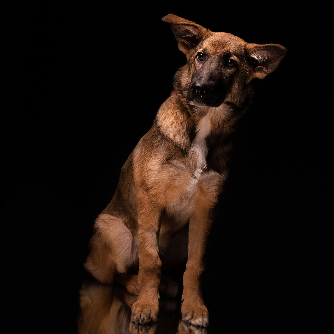 Фотосессия животных. Татьяна Кам Арт - фотограф Ангарска