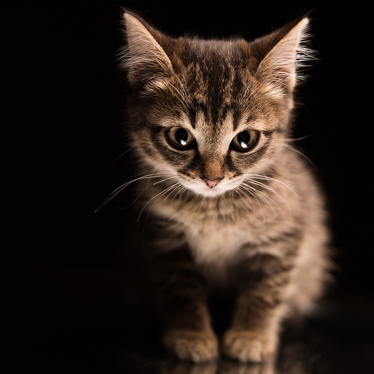 Фотосессия животных. Татьяна Кам Арт - фотограф Ангарска