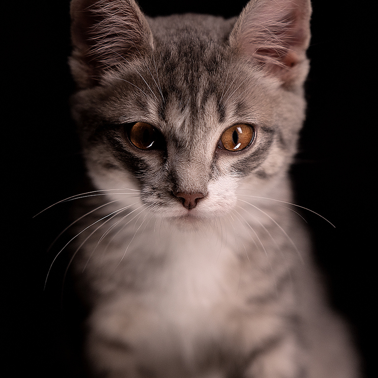 Фотосессия животных. Татьяна Кам Арт - фотограф Ангарска