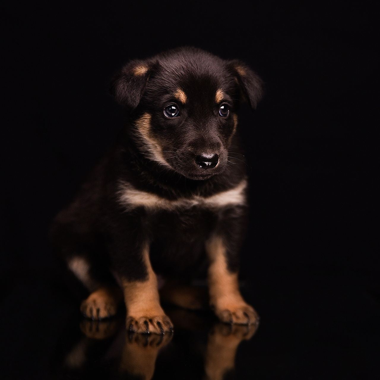 Фотосессия животных. Татьяна Кам Арт - фотограф Ангарска