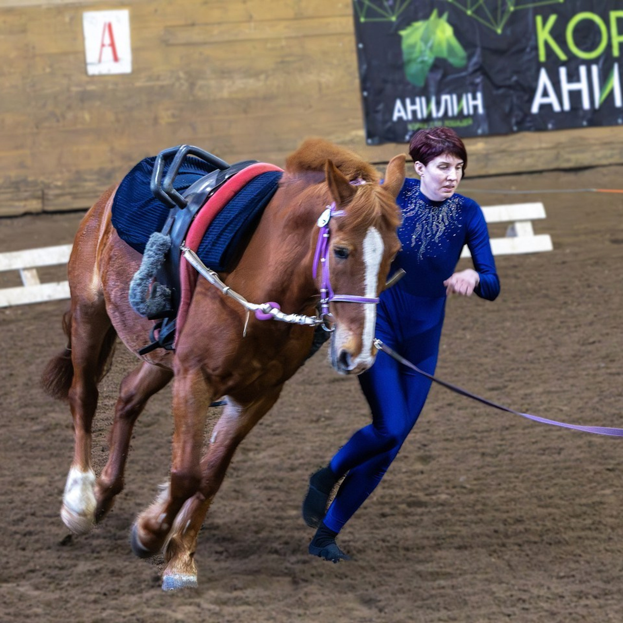 Отзывы. КониФото