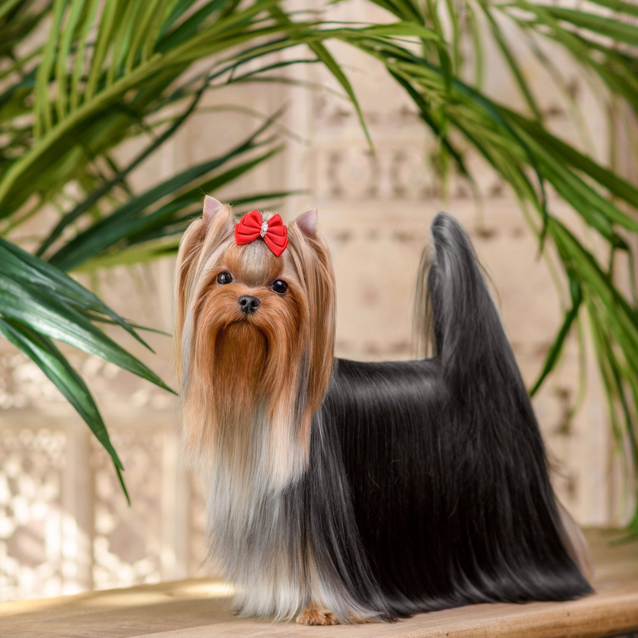 Отзывы о фотографе. Семьи, дети, сады, школы. Фотограф Первенцева Елена. Москва