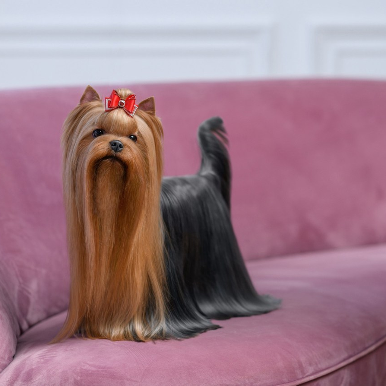 Отзывы о фотографе. Семьи, дети, сады, школы. Фотограф Первенцева Елена. Москва