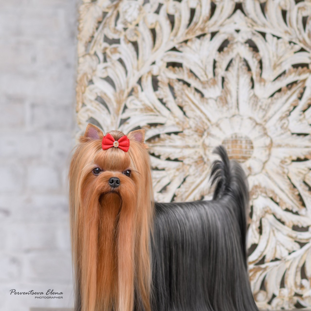 Отзывы о фотографе. Семьи, дети, сады, школы. Фотограф Первенцева Елена. Москва