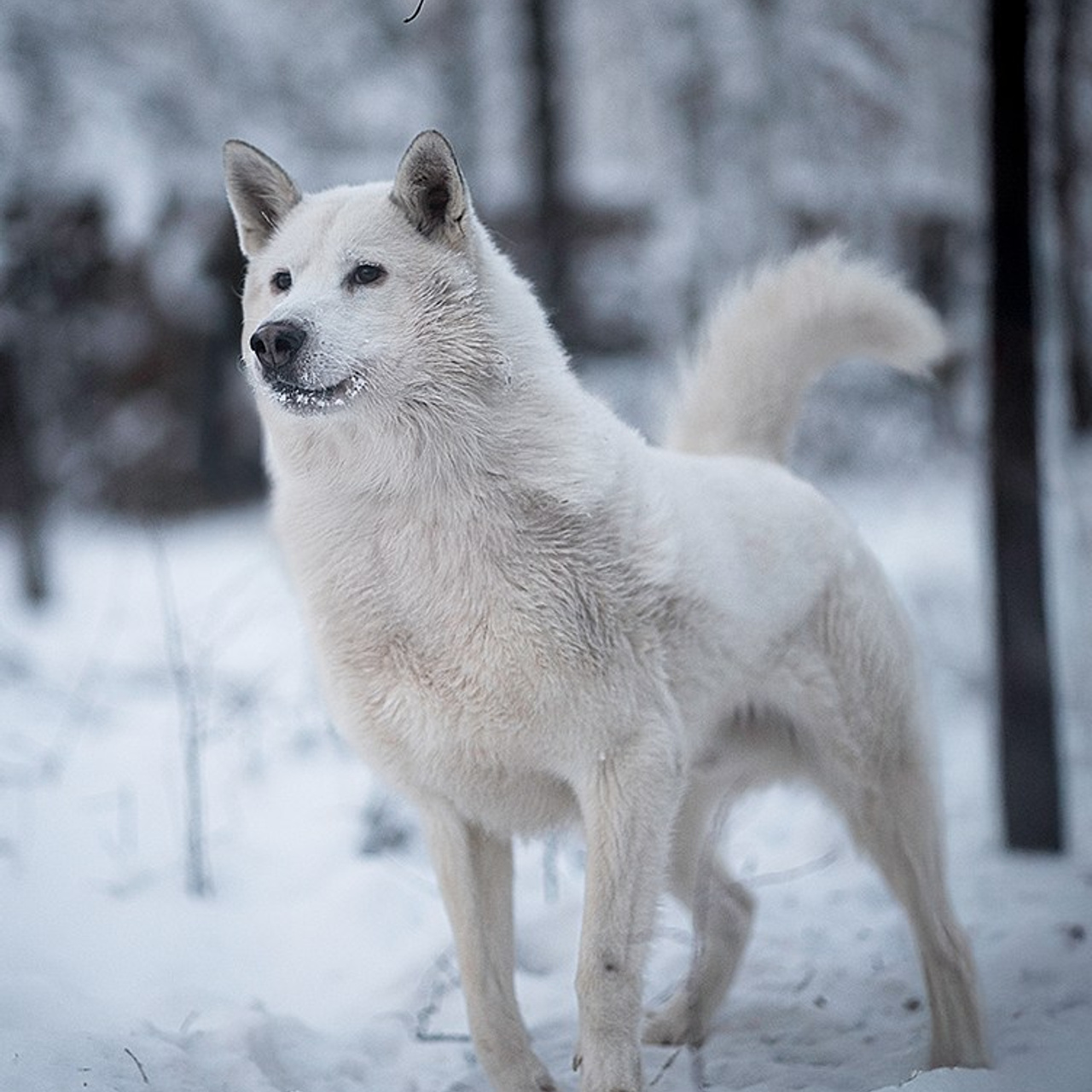 Отзывы. Фотограф Дмитрий ЛЯШЕЕВ