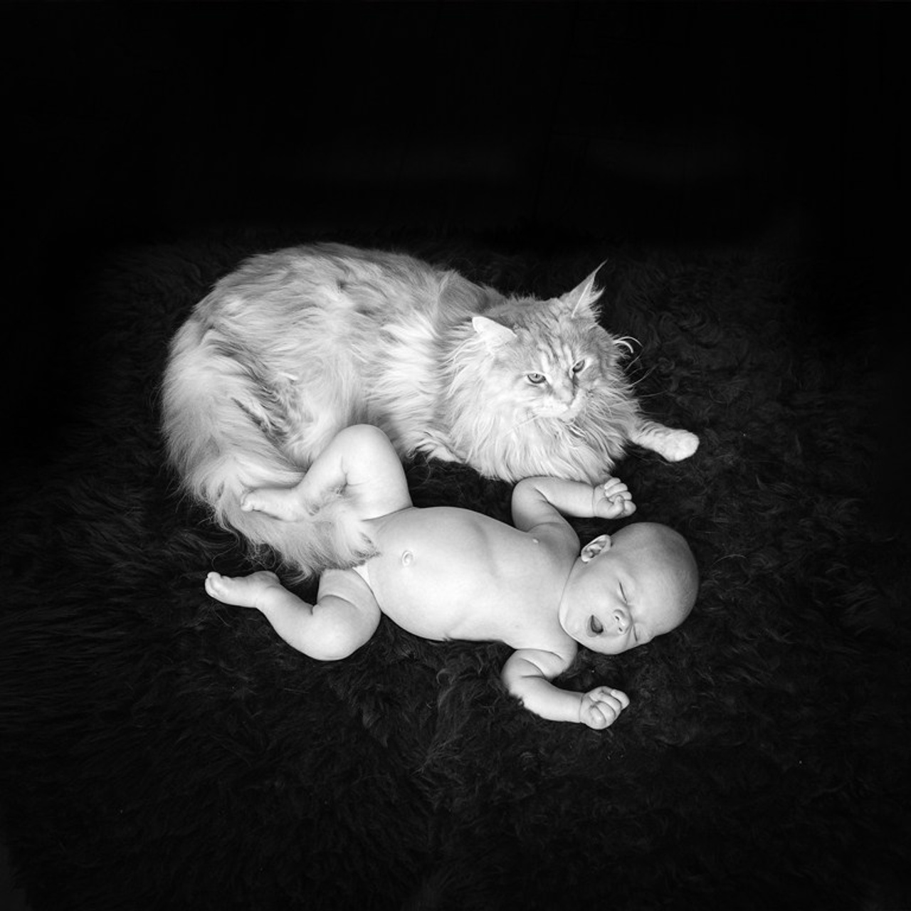 Кошки. Фотографы в Орле Шестопаловы Юлия и Юрий