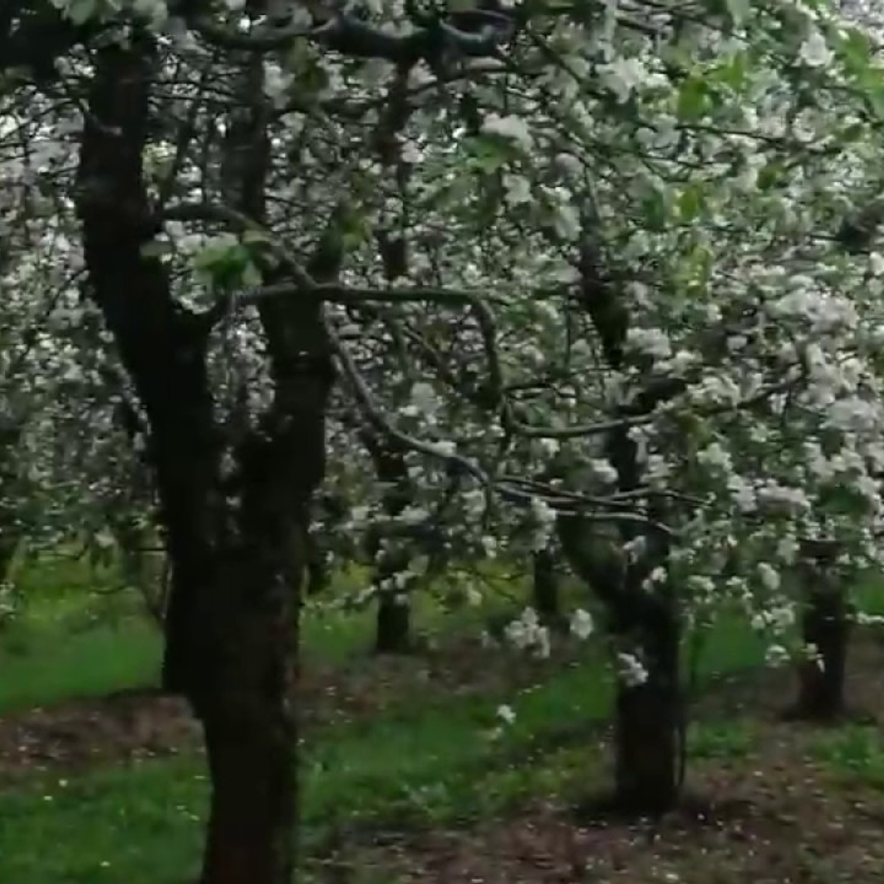 Фотосессия в цветущих садах. Фотографы в Орле Шестопаловы Юлия и Юрий
