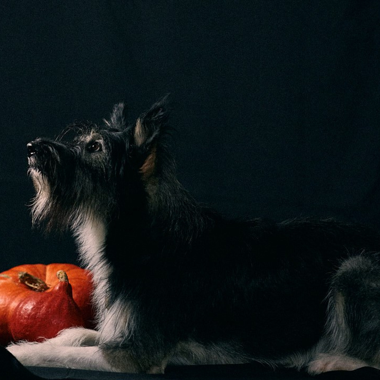 Студийная съемка Пихты