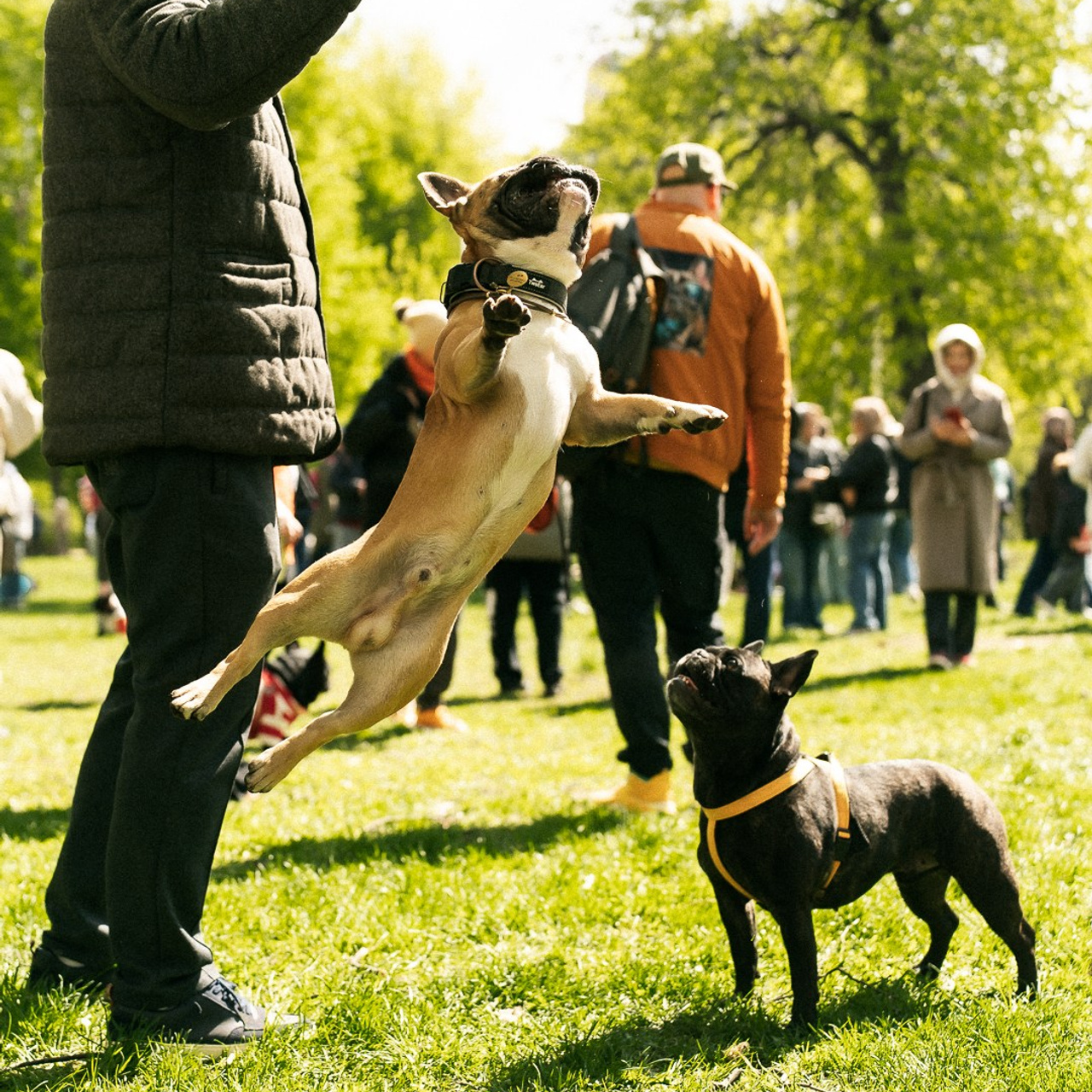 Парад Бульдогов